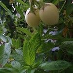 Solanum muricatum Fruto