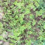 Medicago rigidula ശീലം