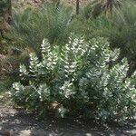 Calotropis procera Blad