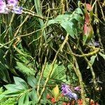 Dendrobium victoriae-reginae 整株植物