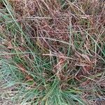 Carex flacca Blatt