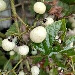 Ampelopsis glandulosa Fruit