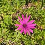 Dimorphotheca pluvialis Flower