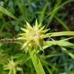 Carex grayi Fruto