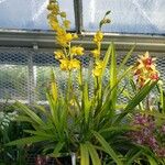 Cymbidium sinense Pokrój