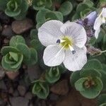 Veronica repens Flower