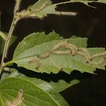 Celtis caudata Ліст