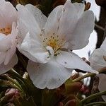 Prunus × yedoensis 花