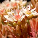 Sedum hispanicum फूल