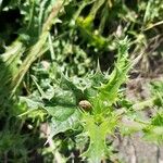 Scolymus hispanicus Blatt