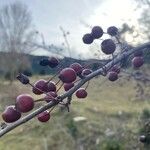 Crataegus laciniata Fruto