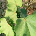 Gossypium hirsutum Leaf