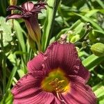 Salpiglossis sinuata Kvet