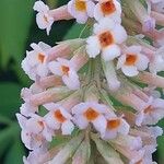 Isodon longitubus Lorea