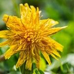 Taraxacum cucullatiforme 花