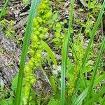 Carex vulpinoidea Fruit