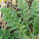 Erodium cicutarium Blad