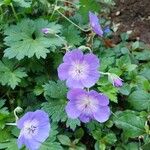 Geranium platypetalum Кветка