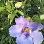 Thunbergia grandifloraKwiat