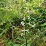Platanthera bifolia Цветок