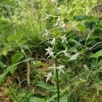 Platanthera bifolia Цвят