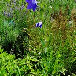 Platycodon grandiflorus Habitat