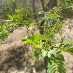 Phyllanthus urinaria Leaf