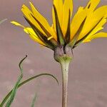 Tragopogon orientalis Flower