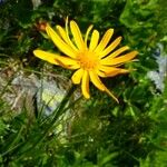 Senecio doronicum Flower