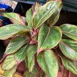 Aglaonema commutatum Ліст