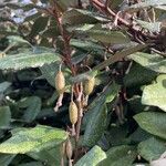 Elaeagnus macrophylla Fruitua