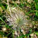 Pulsatilla montana Vrucht