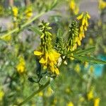 Melilotus officinalis Flower