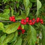 Ilex verticillata Plod