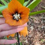 Fritillaria imperialisЦветок