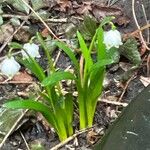 Leucojum vernum葉