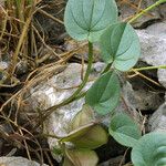 Dioscorea pyrenaica Habit