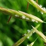 Bromus inermis Flower