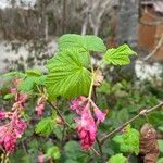 Ribes sanguineumFlower