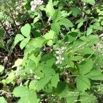 Rubus gratus ശീലം