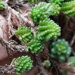 Sedum sexangulare Hostoa