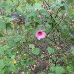 Lavatera bryoniifolia Leaf