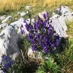 Aconitum napellus Квітка