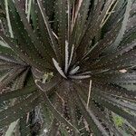 Dyckia encholirioides Fulla