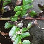 Dryopteris wallichiana ഇല
