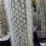 Cleistocactus strausii Frunză