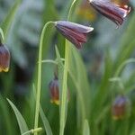 Fritillaria caucasica花