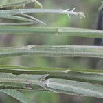 Crotalaria pilosa Blad