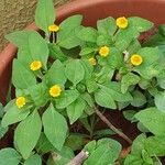 Melampodium divaricatum Flower