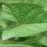 Ipomoea setifera Ліст